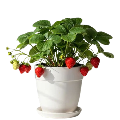 homemade fertilizer that s worth gold for strawberries home garden tips removebg preview